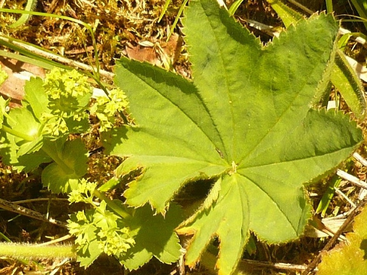 Alchemilla xanthochlora (Rosaceae)